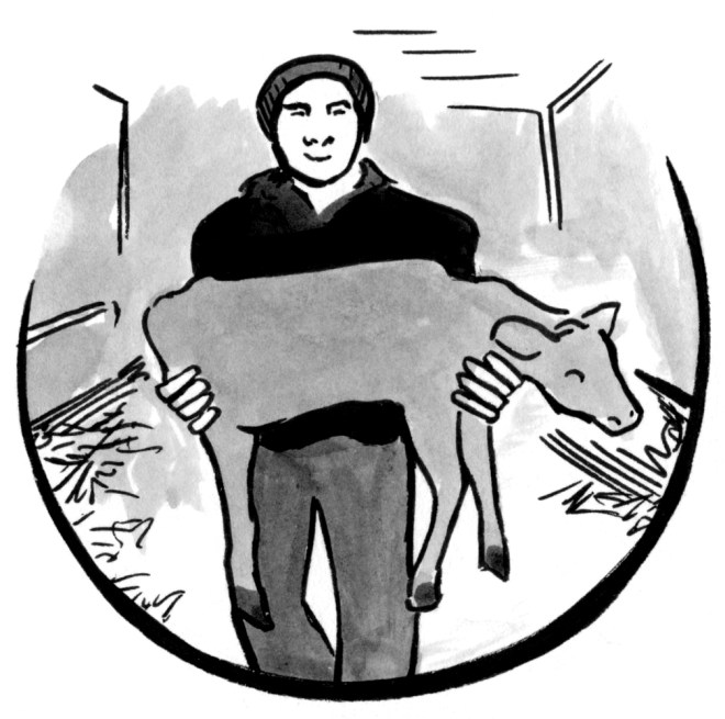 Illustration of a farmworker carrying a calf through the barn.
