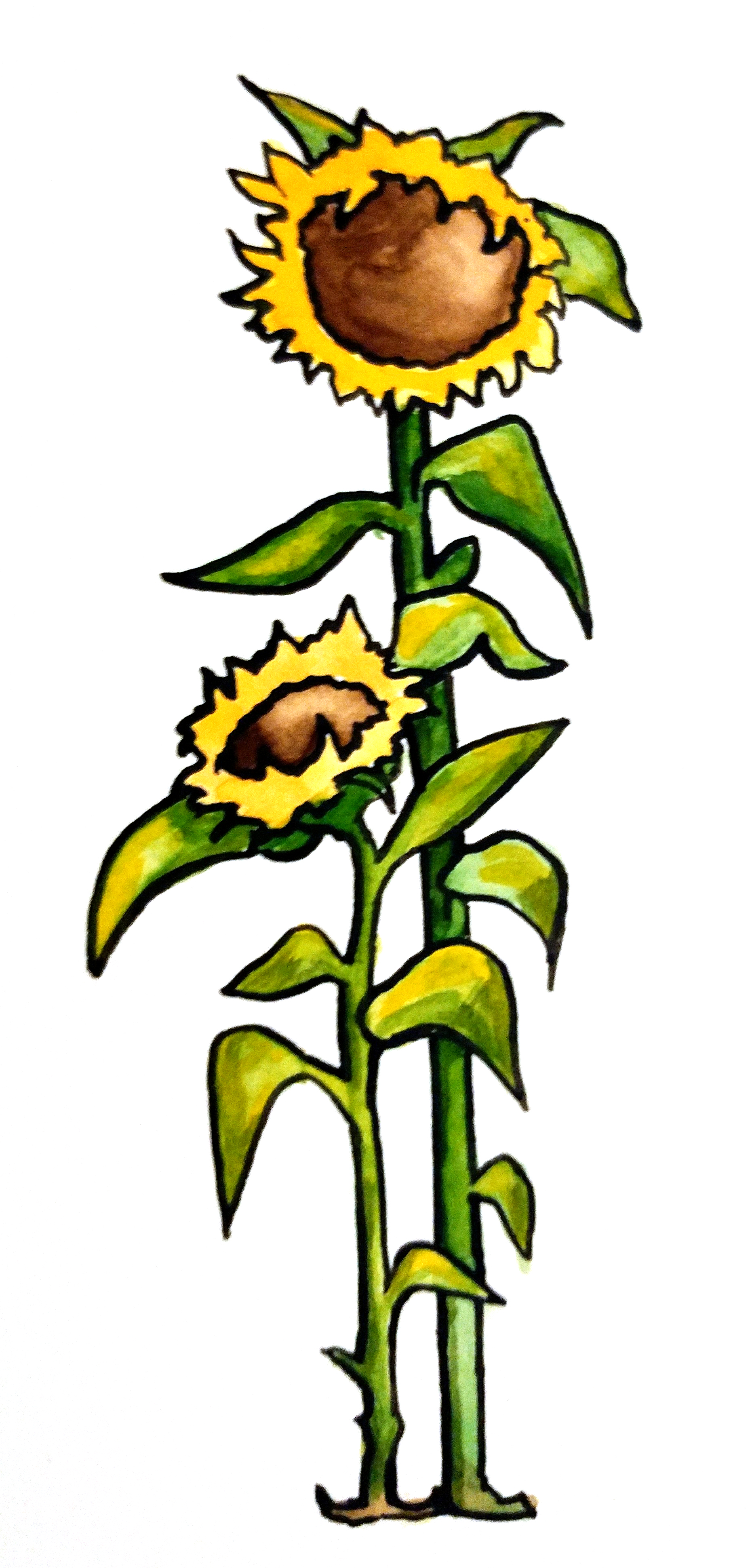 Illustration of two sunflower stalks.