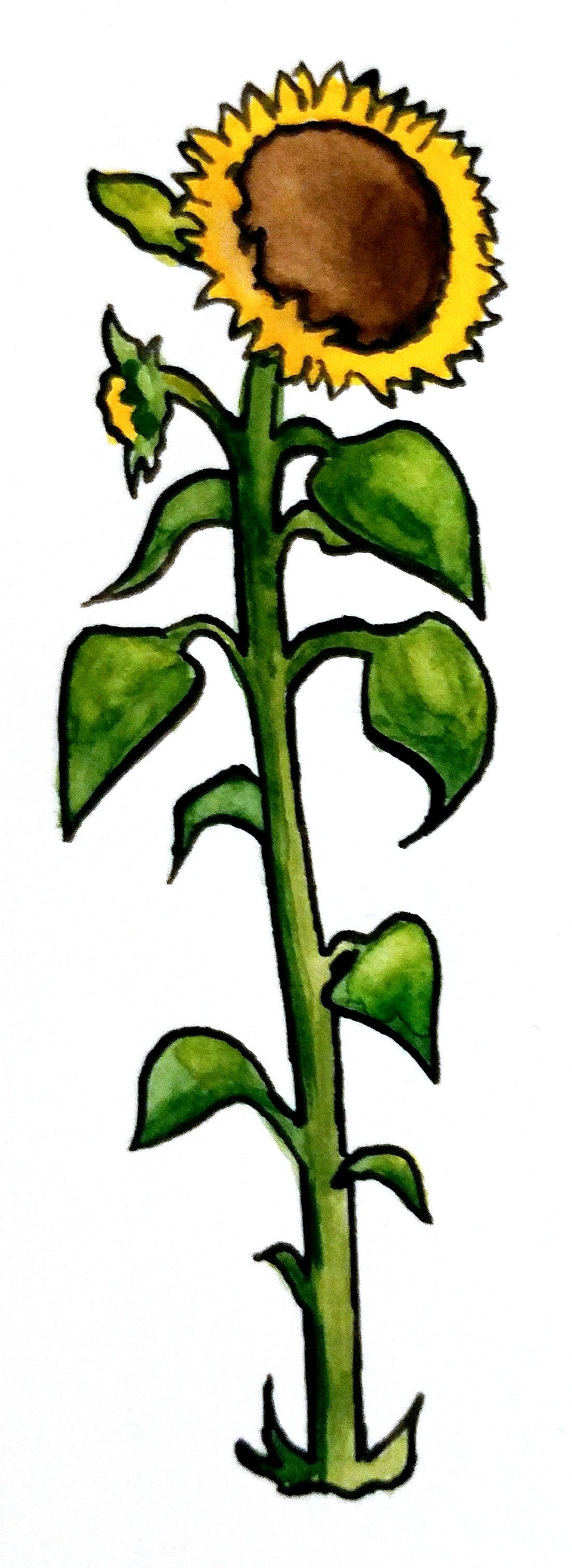 Illustration of a tall sunflower stalk.
