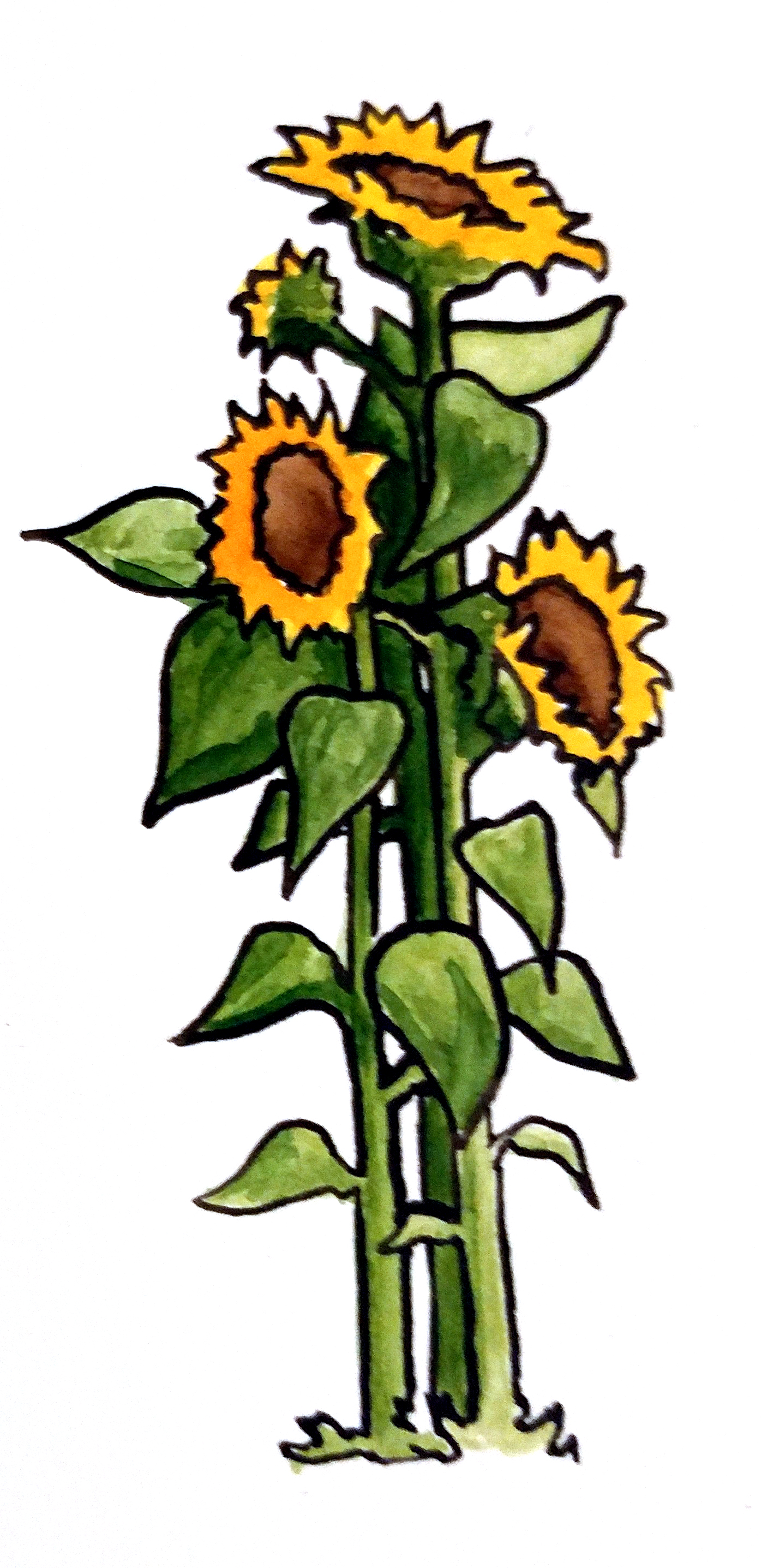 Illustration of three tall sunflower stalks.
